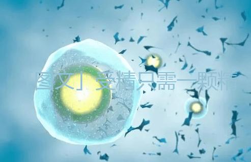 「圖文」受精只需一顆精子，那另外上億的精子都去哪里了呢？