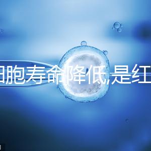 紅細胞壽命降低,是紅細胞計數偏低4大原因之一