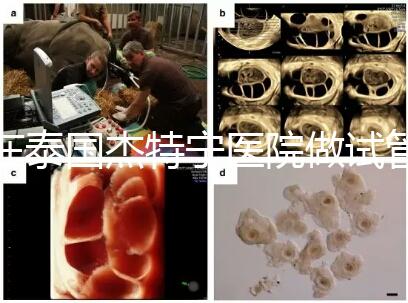 在泰國(guó)杰特寧醫(yī)院做試管嬰兒的費(fèi)用明細(xì)和醫(yī)院排名清單,輕松規(guī)劃你的試管旅程!