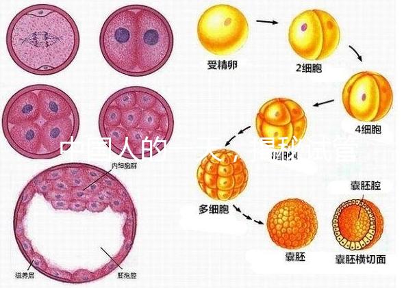 中國人的一天，揭秘試管嬰兒胚胎學(xué)家神秘又平凡的實驗室工作