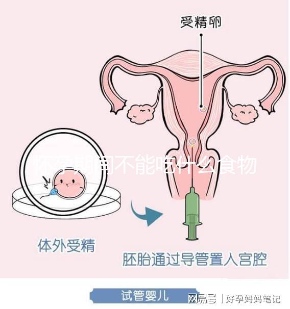 懷孕期間不能吃什么食物？