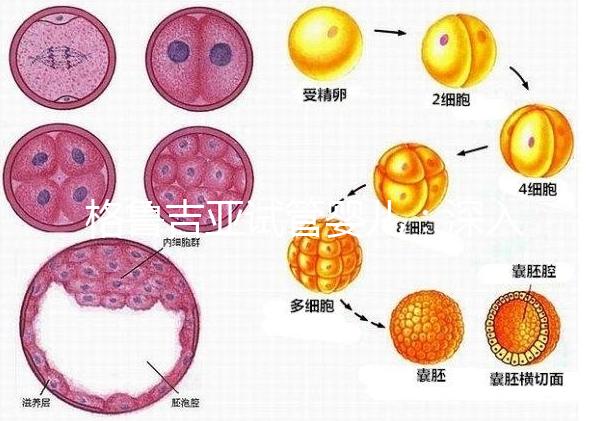 格魯吉亞試管嬰兒：深入了解優(yōu)勢與適用人群！