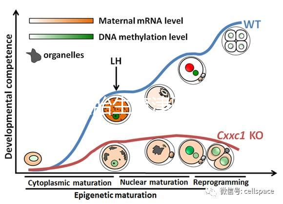 天津四胎生育津貼多少錢一個月，能不能走生育保險揭秘，快速展示