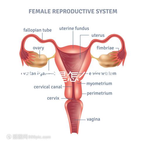 幼稚子宮是怎么回事,2點(diǎn)后果嚴(yán)重到無法接受