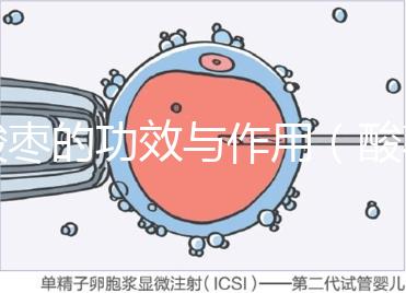 酸棗的功效與作用(酸棗與酸棗仁的區別)