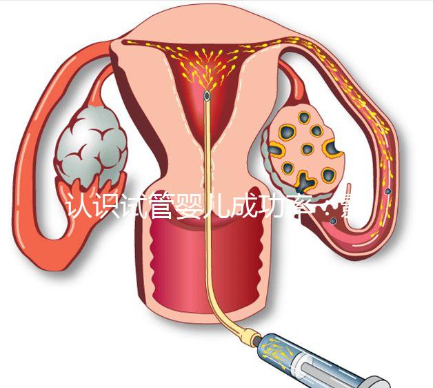 認識試管嬰兒成功率:影響胚胎著床的胚胎因素