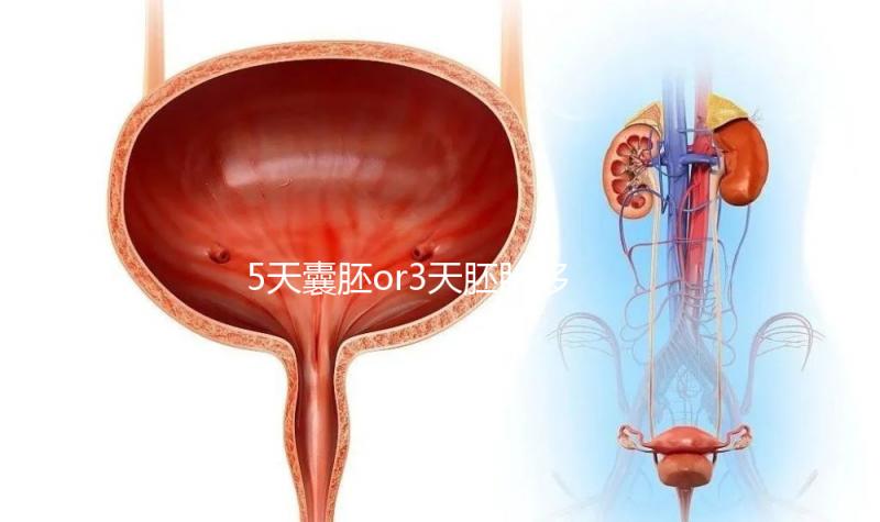 5天囊胚or3天胚胎移植哪個好看這，一文說清二者區別